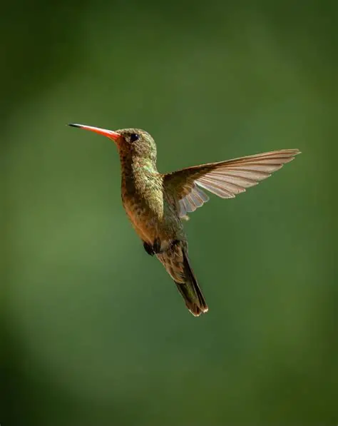 vogel